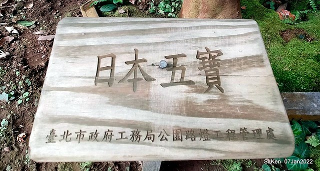 2022「花IN台北」台北花季花卉試驗中心茶花展(2022 Camillia exhibition), Taipei, Taiwan, SJKen,Jan 7,  2022.