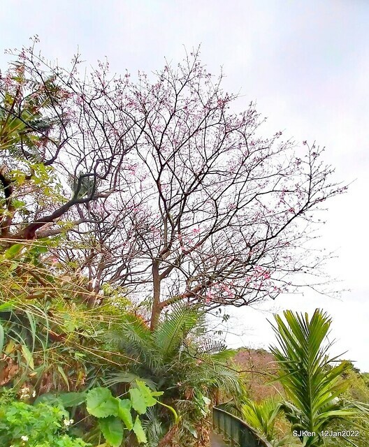 「風尾步道賞櫻」(Cherry blossoms at Windtail, Yangming mountain, Taipei, Taiwan, SJKen, Jan 12, 2022.