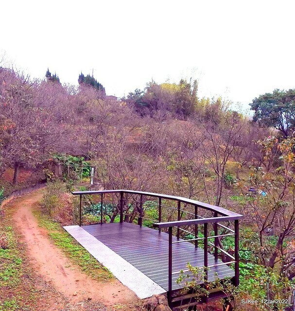 「風尾步道賞櫻」(Cherry blossoms at Windtail, Yangming mountain, Taipei, Taiwan, SJKen, Jan 12, 2022.