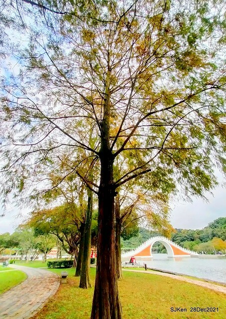 Larix pine & water birds at Big lake garden, Taipei, Taiwan, SJKen, Dec 28, 2021.