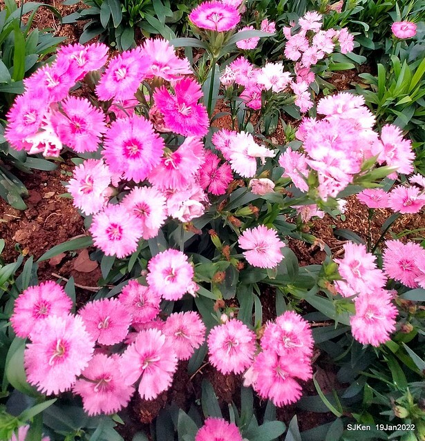 Park blossoms at「 北投社三層崎公園」, Taipei, Taiwan, SJKen, Jan 19, 2022.