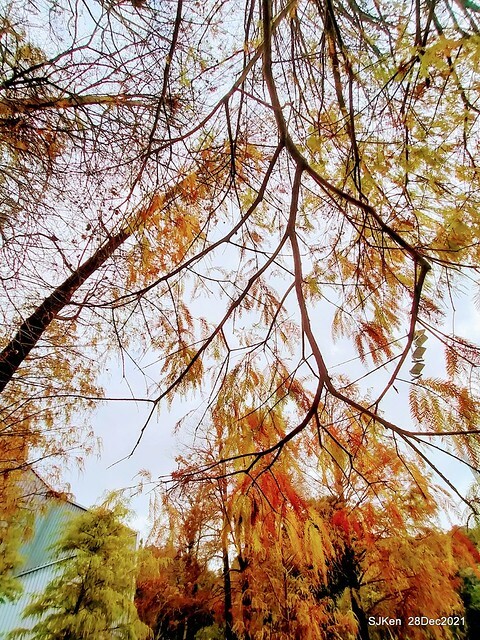 Larix pine & water birds at Big lake garden, Taipei, Taiwan, SJKen, Dec 28, 2021.