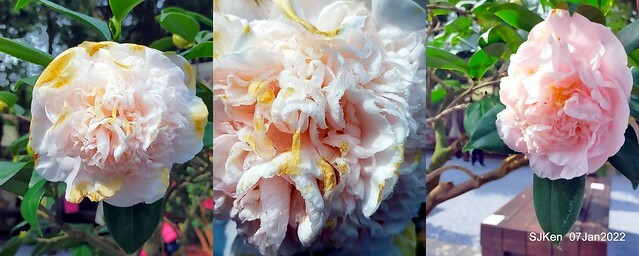 2022「花IN台北」台北花季花卉試驗中心茶花展(2022 Camillia exhibition), Taipei, Taiwan, SJKen,Jan 7,  2022.