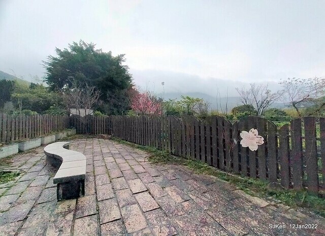 「風尾步道賞櫻」(Cherry blossoms at Windtail, Yangming mountain, Taipei, Taiwan, SJKen, Jan 12, 2022.