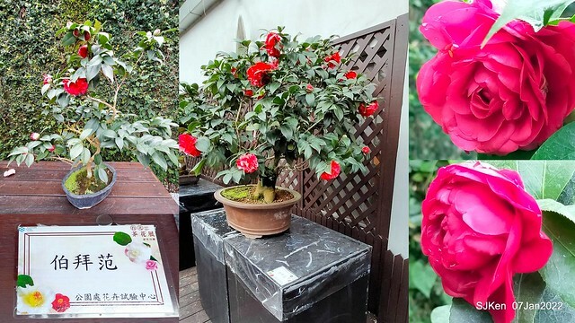 2022「花IN台北」台北花季花卉試驗中心茶花展(2022 Camillia exhibition), Taipei, Taiwan, SJKen,Jan 7,  2022.