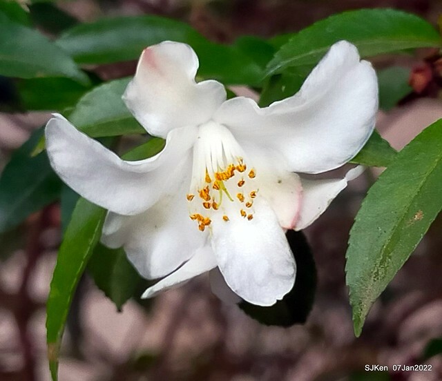 2022「花IN台北」台北花季花卉試驗中心茶花展(2022 Camillia exhibition), Taipei, Taiwan, SJKen,Jan 7,  2022.