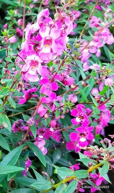 延平河濱公園花海(Flower blossoms of Yan-ping riverbank garden), Taipei, Taiwan, SJKen, Jan 5, 2022.