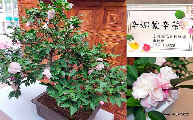 2022「花IN台北」台北花季花卉試驗中心茶花展(2022 Camillia exhibition), Taipei, Taiwan, SJKen,Jan 7,  2022.