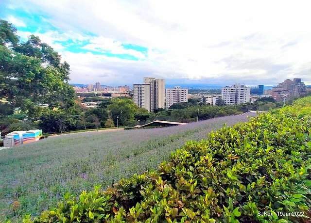 Park blossoms at「 北投社三層崎公園」, Taipei, Taiwan, SJKen, Jan 19, 2022.