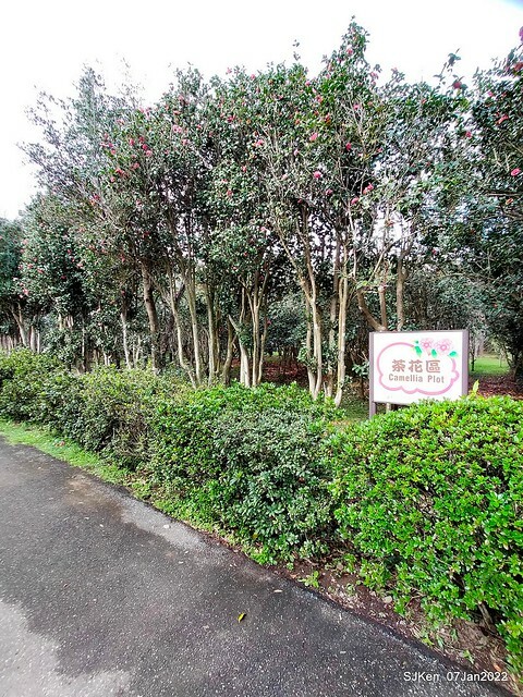 2022「花IN台北」台北花季花卉試驗中心茶花展(2022 Camillia exhibition), Taipei, Taiwan, SJKen,Jan 7,  2022.
