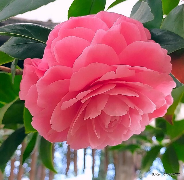 2022「花IN台北」台北花季花卉試驗中心茶花展(2022 Camillia exhibition), Taipei, Taiwan, SJKen,Jan 7,  2022.