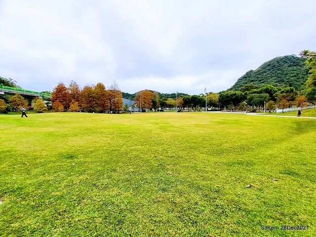 Larix pine & water birds at Big lake garden, Taipei, Taiwan, SJKen, Dec 28, 2021.