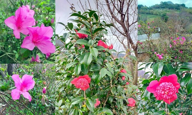 「風尾步道賞櫻」(Cherry blossoms at Windtail, Yangming mountain, Taipei, Taiwan, SJKen, Jan 12, 2022.