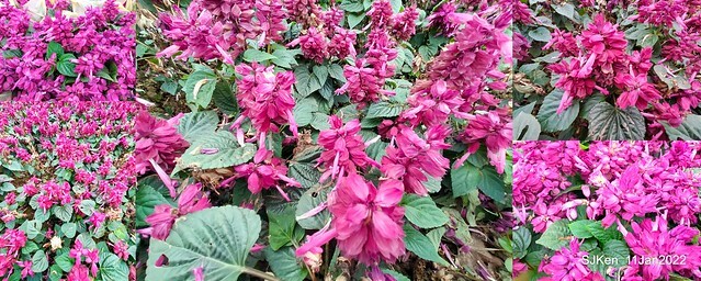 成美左岸河濱公園花海(Flower blossoms of Cheng-Me riverbank garden), Taipei, Taiwan, SJKen, Jan 11, 2022.