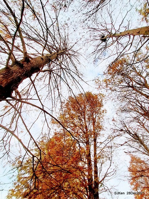 Larix pine & water birds at Big lake garden, Taipei, Taiwan, SJKen, Dec 28, 2021.