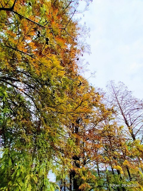 Larix pine & water birds at Big lake garden, Taipei, Taiwan, SJKen, Dec 28, 2021.