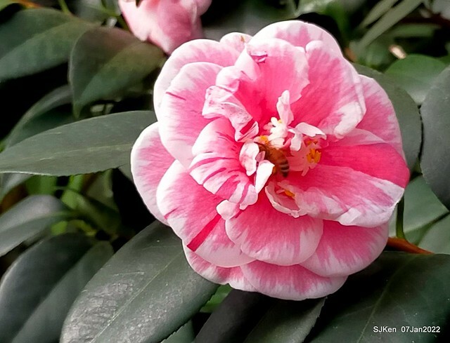 2022「花IN台北」台北花季花卉試驗中心茶花展(2022 Camillia exhibition), Taipei, Taiwan, SJKen,Jan 7,  2022.