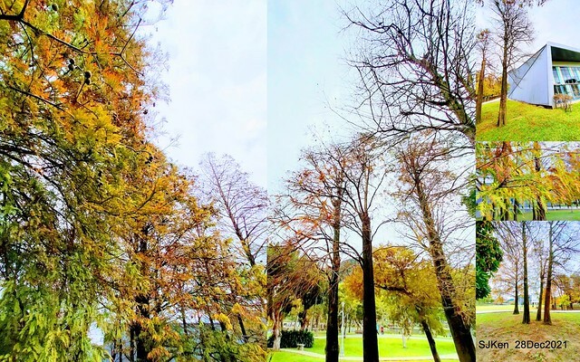 Larix pine & water birds at Big lake garden, Taipei, Taiwan, SJKen, Dec 28, 2021.