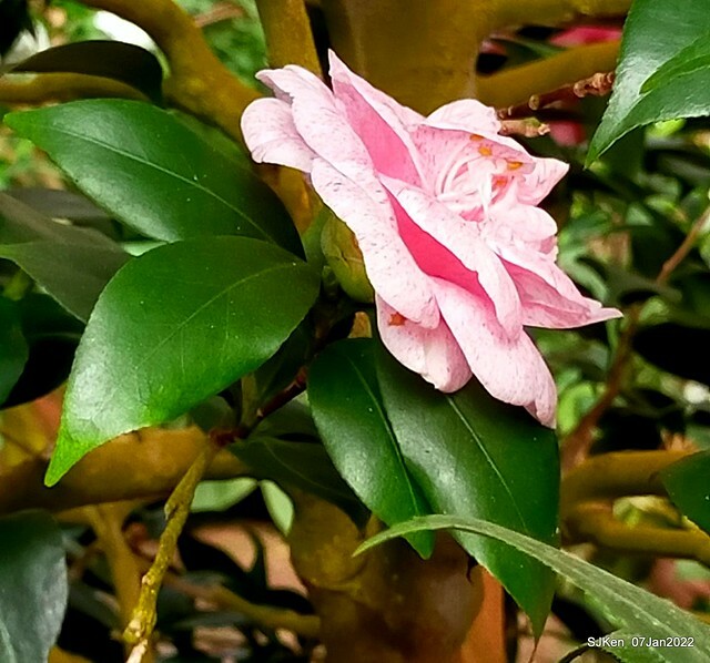 2022「花IN台北」台北花季花卉試驗中心茶花展(2022 Camillia exhibition), Taipei, Taiwan, SJKen,Jan 7,  2022.