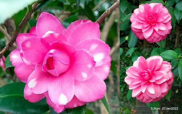 2022「花IN台北」台北花季花卉試驗中心茶花展(2022 Camillia exhibition), Taipei, Taiwan, SJKen,Jan 7,  2022.