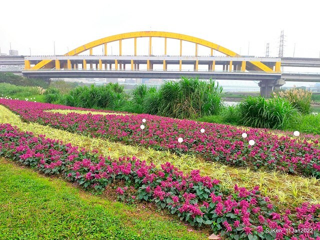 成美左岸河濱公園花海(Flower blossoms of Cheng-Me riverbank garden), Taipei, Taiwan, SJKen, Jan 11, 2022.
