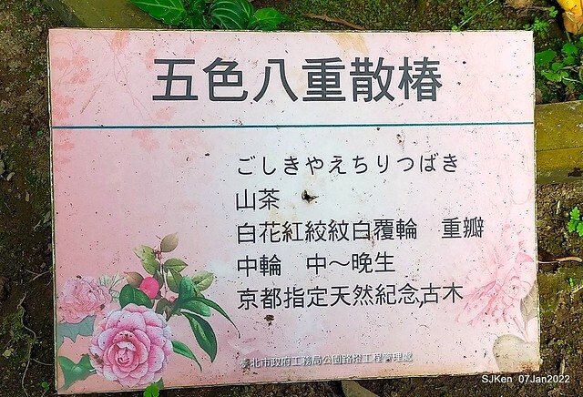 2022「花IN台北」台北花季花卉試驗中心茶花展(2022 Camillia exhibition), Taipei, Taiwan, SJKen,Jan 7,  2022.