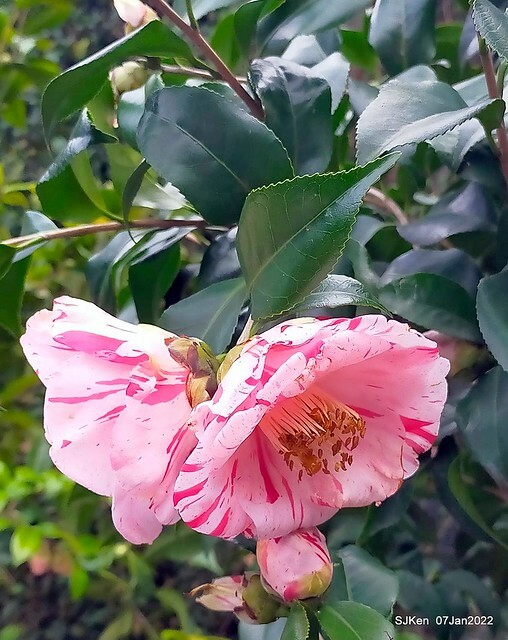 2022「花IN台北」台北花季花卉試驗中心茶花展(2022 Camillia exhibition), Taipei, Taiwan, SJKen,Jan 7,  2022.