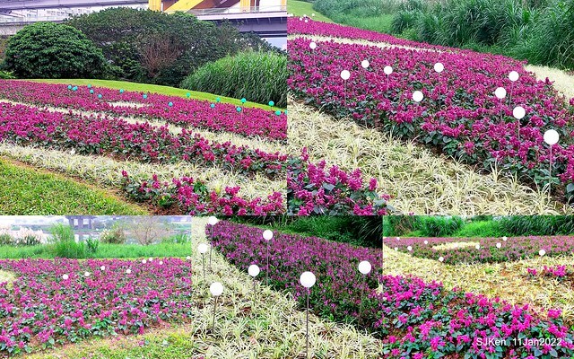 成美左岸河濱公園花海(Flower blossoms of Cheng-Me riverbank garden), Taipei, Taiwan, SJKen, Jan 11, 2022.