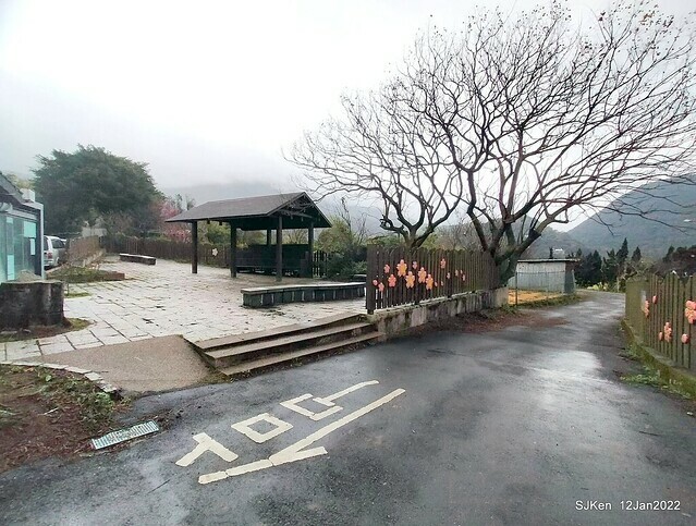 「風尾步道賞櫻」(Cherry blossoms at Windtail, Yangming mountain, Taipei, Taiwan, SJKen, Jan 12, 2022.