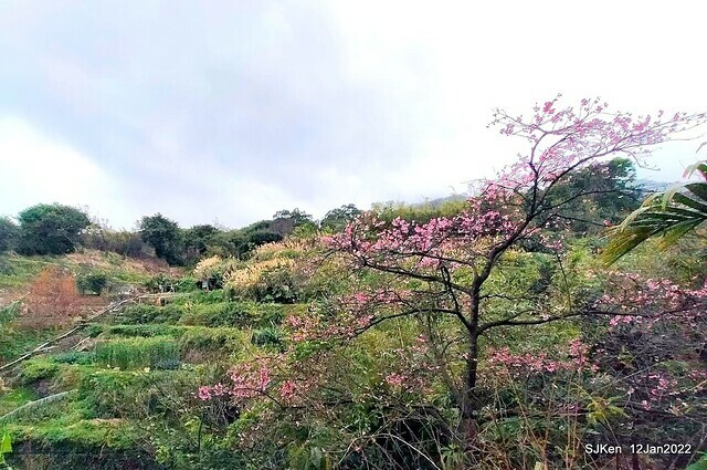 「風尾步道賞櫻」(Cherry blossoms at Windtail, Yangming mountain, Taipei, Taiwan, SJKen, Jan 12, 2022.