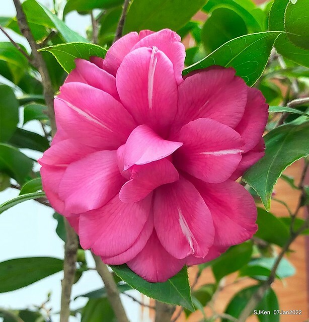 2022「花IN台北」台北花季花卉試驗中心茶花展(2022 Camillia exhibition), Taipei, Taiwan, SJKen,Jan 7,  2022.