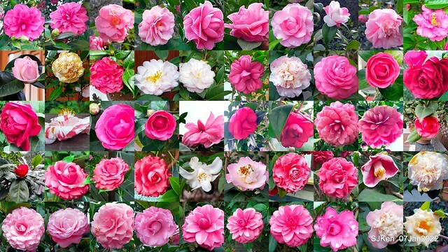 2022「花IN台北」台北花季花卉試驗中心茶花展(2022 Camillia exhibition), Taipei, Taiwan, SJKen,Jan 7,  2022.