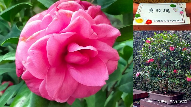 2022「花IN台北」台北花季花卉試驗中心茶花展(2022 Camillia exhibition), Taipei, Taiwan, SJKen,Jan 7,  2022.