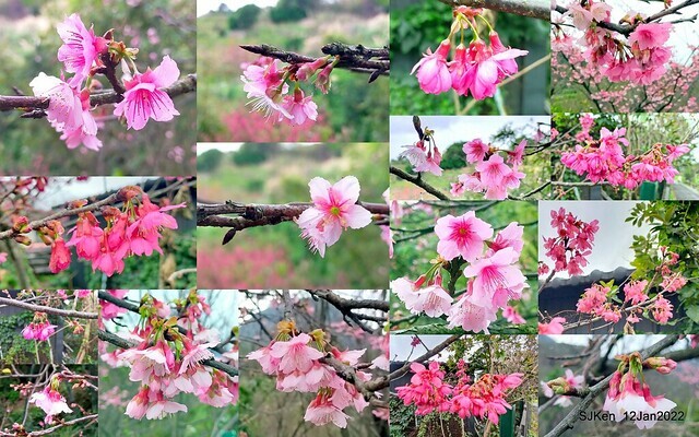 「風尾步道賞櫻」(Cherry blossoms at Windtail, Yangming mountain, Taipei, Taiwan, SJKen, Jan 12, 2022.