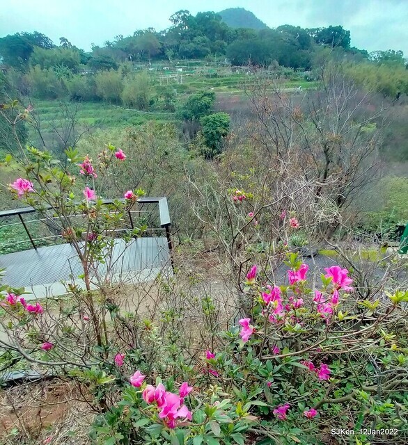 「風尾步道賞櫻」(Cherry blossoms at Windtail, Yangming mountain, Taipei, Taiwan, SJKen, Jan 12, 2022.