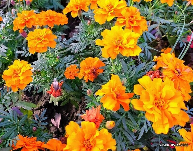 延平河濱公園花海(Flower blossoms of Yan-ping riverbank garden), Taipei, Taiwan, SJKen, Jan 5, 2022.