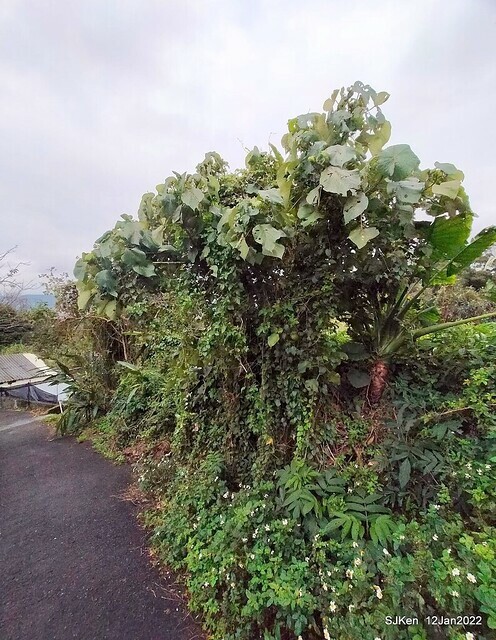 「風尾步道賞櫻」(Cherry blossoms at Windtail, Yangming mountain, Taipei, Taiwan, SJKen, Jan 12, 2022.