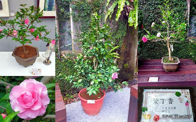 2022「花IN台北」台北花季花卉試驗中心茶花展(2022 Camillia exhibition), Taipei, Taiwan, SJKen,Jan 7,  2022.