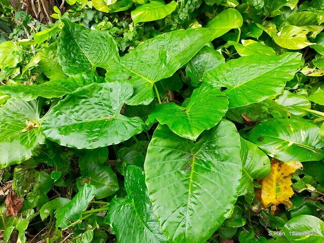 「風尾步道賞櫻」(Cherry blossoms at Windtail, Yangming mountain, Taipei, Taiwan, SJKen, Jan 12, 2022.