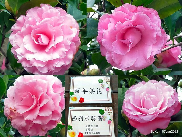 2022「花IN台北」台北花季花卉試驗中心茶花展(2022 Camillia exhibition), Taipei, Taiwan, SJKen,Jan 7,  2022.
