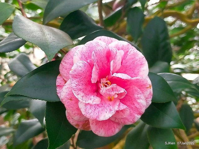 2022「花IN台北」台北花季花卉試驗中心茶花展(2022 Camillia exhibition), Taipei, Taiwan, SJKen,Jan 7,  2022.