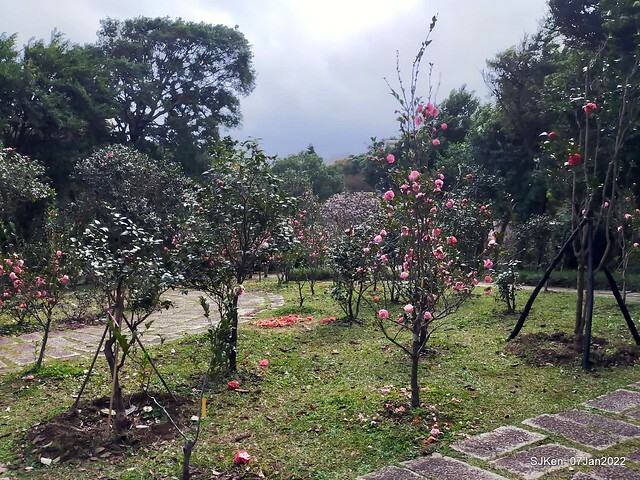 2022「花IN台北」台北花季花卉試驗中心茶花展(2022 Camillia exhibition), Taipei, Taiwan, SJKen,Jan 7,  2022.