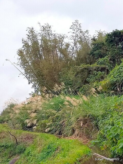 「風尾步道賞櫻」(Cherry blossoms at Windtail, Yangming mountain, Taipei, Taiwan, SJKen, Jan 12, 2022.