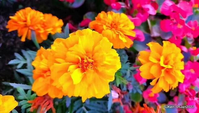 延平河濱公園花海(Flower blossoms of Yan-ping riverbank garden), Taipei, Taiwan, SJKen, Jan 5, 2022.