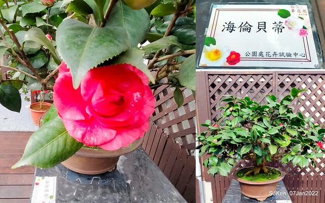 2022「花IN台北」台北花季花卉試驗中心茶花展(2022 Camillia exhibition), Taipei, Taiwan, SJKen,Jan 7,  2022.