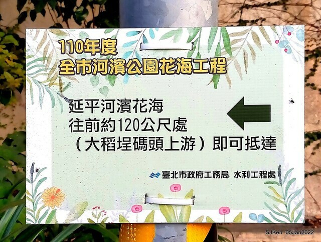 延平河濱公園花海(Flower blossoms of Yan-ping riverbank garden), Taipei, Taiwan, SJKen, Jan 5, 2022.