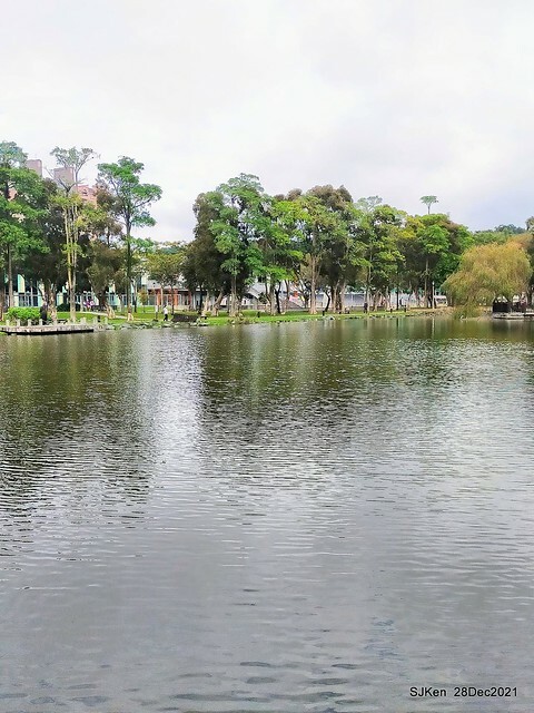 Larix pine & water birds at Big lake garden, Taipei, Taiwan, SJKen, Dec 28, 2021.