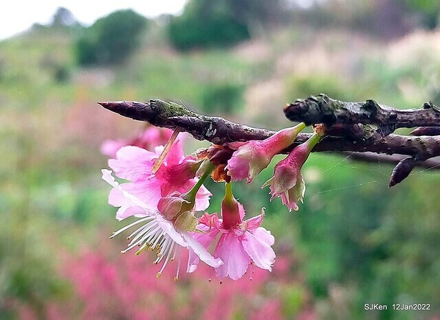 「風尾步道賞櫻」(Cherry blossoms at Windtail, Yangming mountain, Taipei, Taiwan, SJKen, Jan 12, 2022.