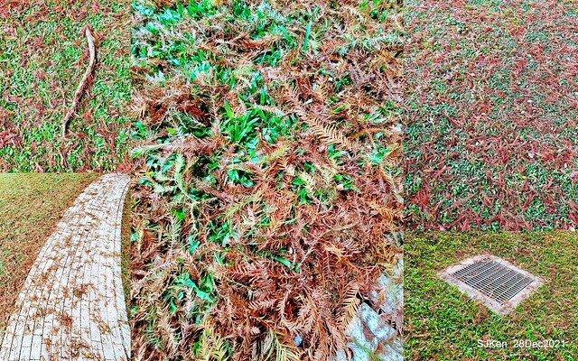 Larix pine & water birds at Big lake garden, Taipei, Taiwan, SJKen, Dec 28, 2021.