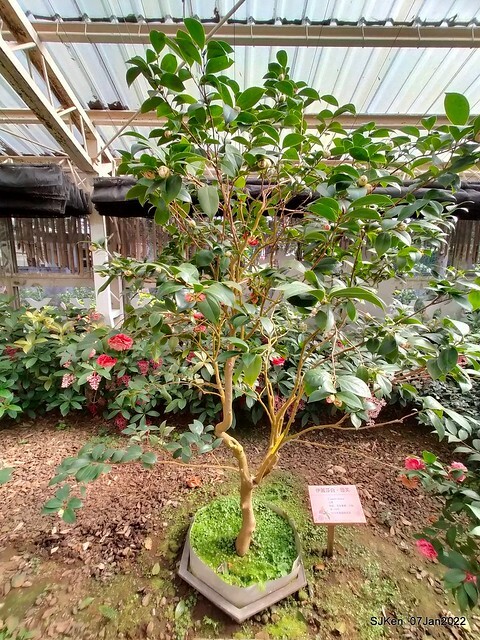 2022「花IN台北」台北花季花卉試驗中心茶花展(2022 Camillia exhibition), Taipei, Taiwan, SJKen,Jan 7,  2022.